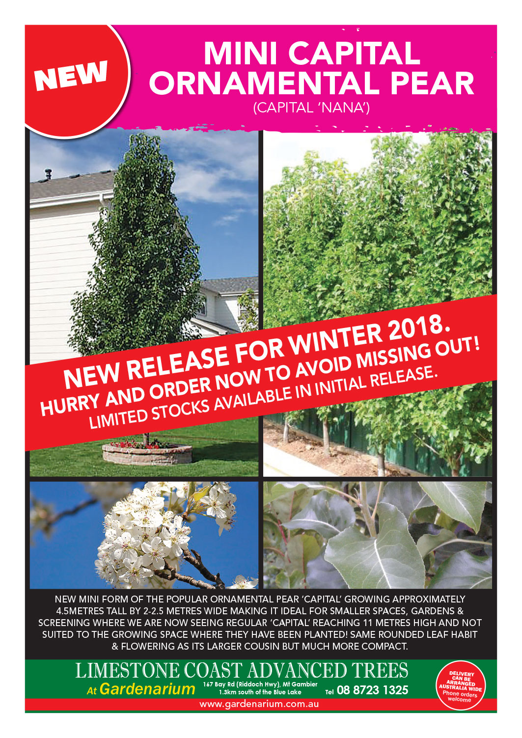 Mini Capital Ornamental Pear