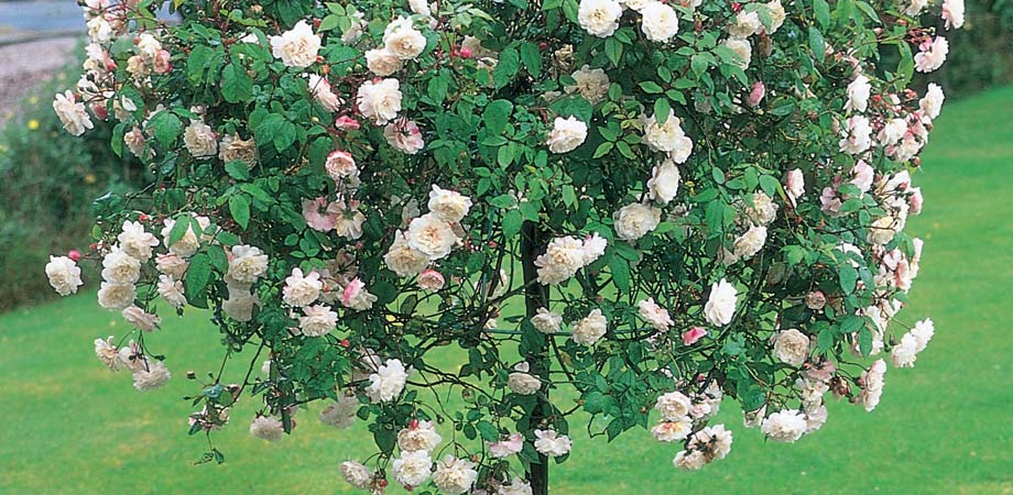 standard-weeping-roses.jpg