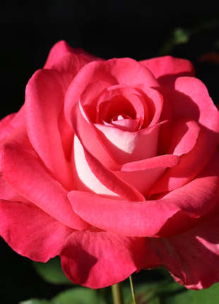 Iced Vovo - 2020 New Release Roses