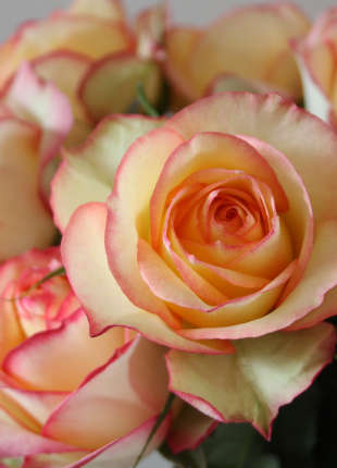 Queensland Gold - 2020 New Release Roses