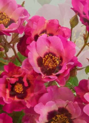 Persian Eyes - 2020 New Release Roses