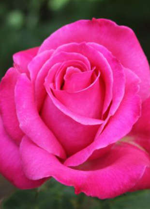 Smooth Carley - 2020 New Release Roses