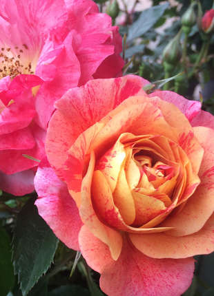 Frida Kahlo - 2020 New Release Roses