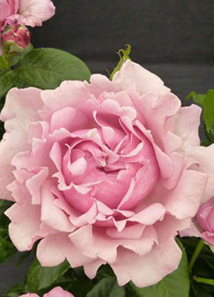 Sweet Smooth Jessica - 2020 New Release Roses