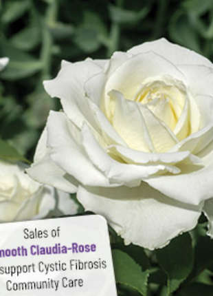 Smooth Claudia - 2020 New Release Roses