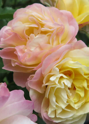 Life of the Party - 2020 New Release Roses