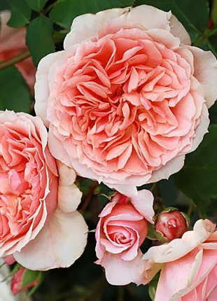 Elysium Fields - 2020 New Release Roses