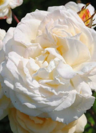 Manuel Canavas - 2020 New Release Roses