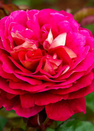 No Surrender - 2020 New Release Roses