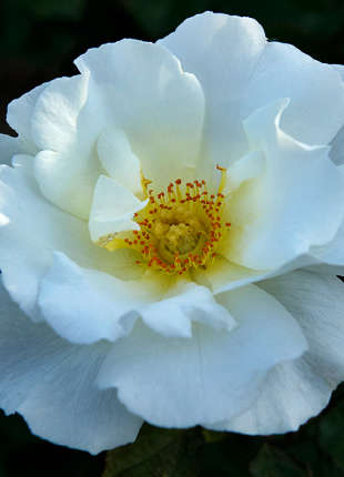 LoveLight - 2020 New Release Roses