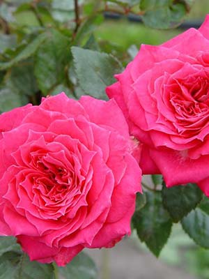 2017-new-release-roses.jpg