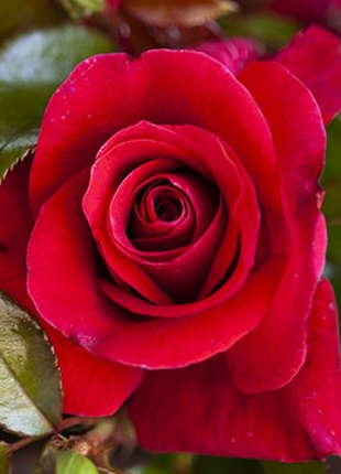 Good as it gets - 2020 New Release Roses