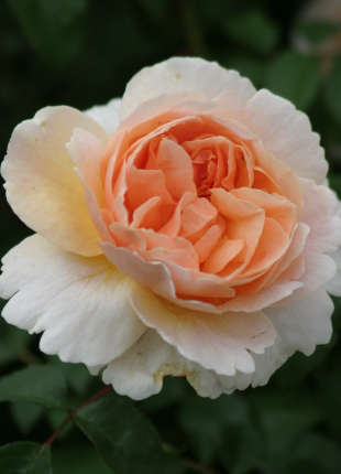 Floriana - 2020 New Release Roses