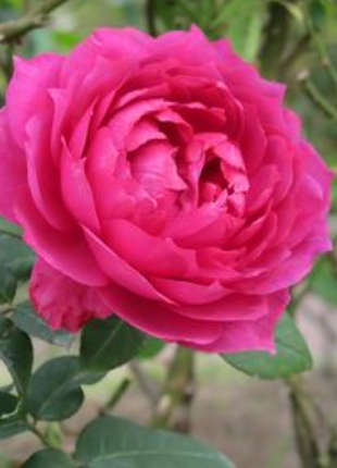 Eufemia - 2020 New Release Roses