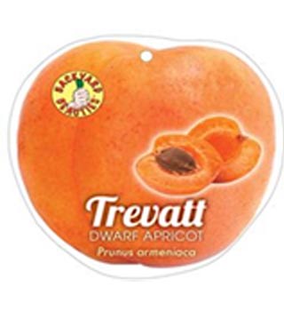 Trevatt Dwarf Apricot