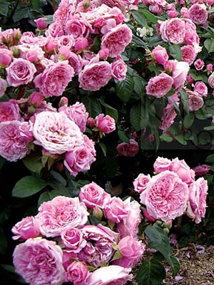 generosa-roses.jpg