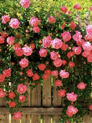 modern-climbing-roses.jpg