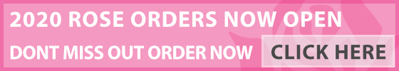 2020 New Release Roses Order now