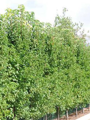 hedge-sidepic-op.jpg