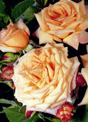 Barock - 2020 New Release Roses