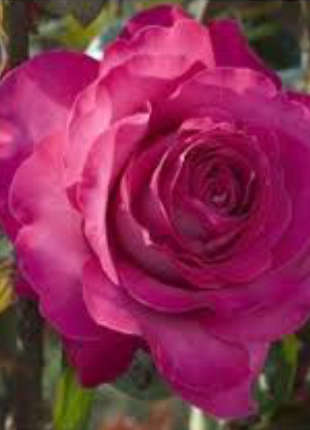 Adorable Rose - 2020 New Release Roses