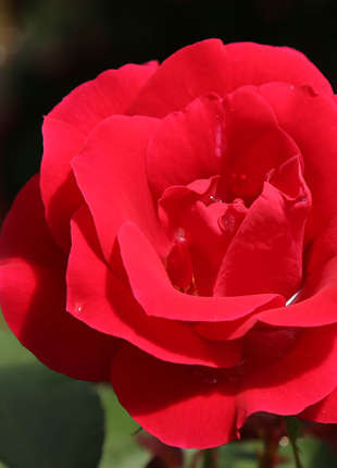 Cumberland Clg - 2020 New Release Roses