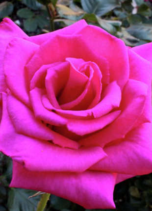 Follow Your Dreams - 2020 New Release Roses