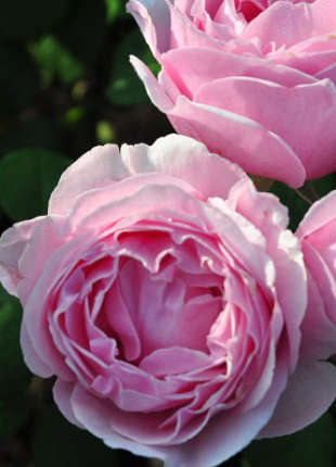 Princess Clare of belgium - 2020 New Release Roses