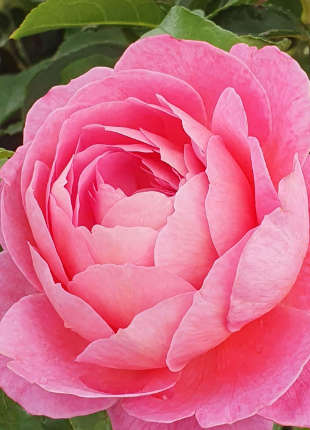 Madame Delbard - 2020 New Release Roses