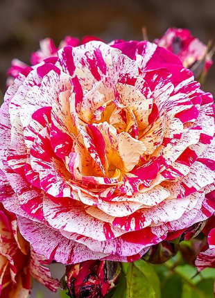 Its Magic - 2020 New Release Roses