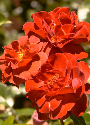 Espresso Rose - 2020 New Release Roses